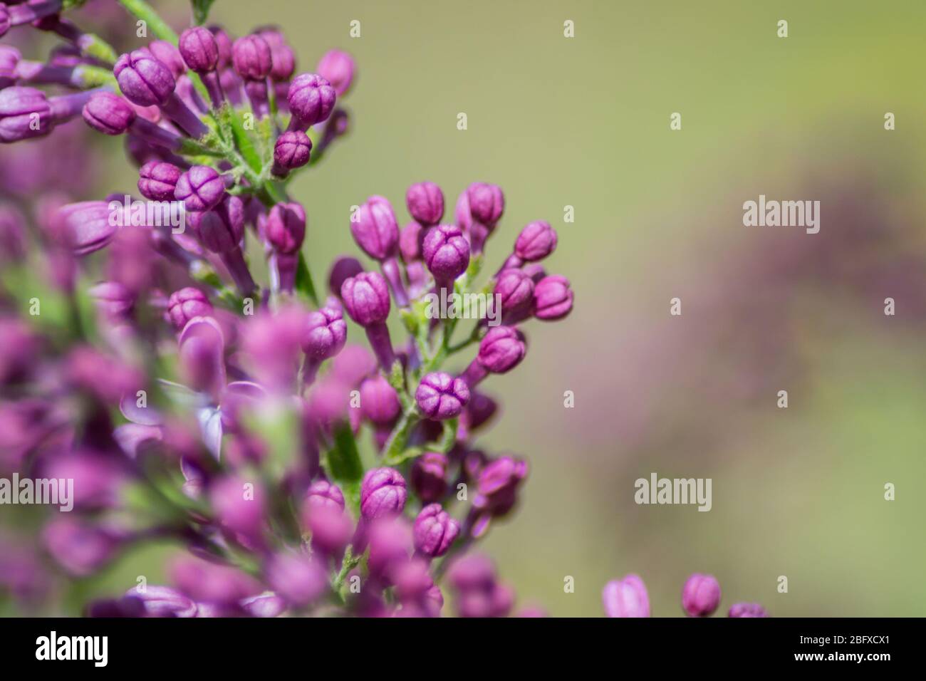 Gros plan des bourgeons de fleurs pourpre lilas en fleurs, fleurs en saison de printemps, macro nature à l'extérieur, saisonnier, fond vert Banque D'Images