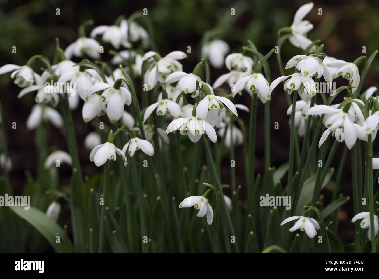 Groupe de Galanthus Elwesii Double Banque D'Images
