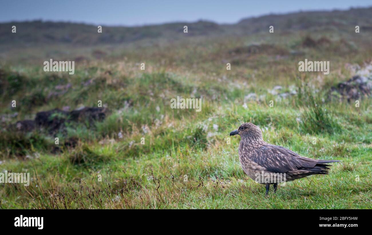 Norvège, en été, l'île Runde Banque D'Images