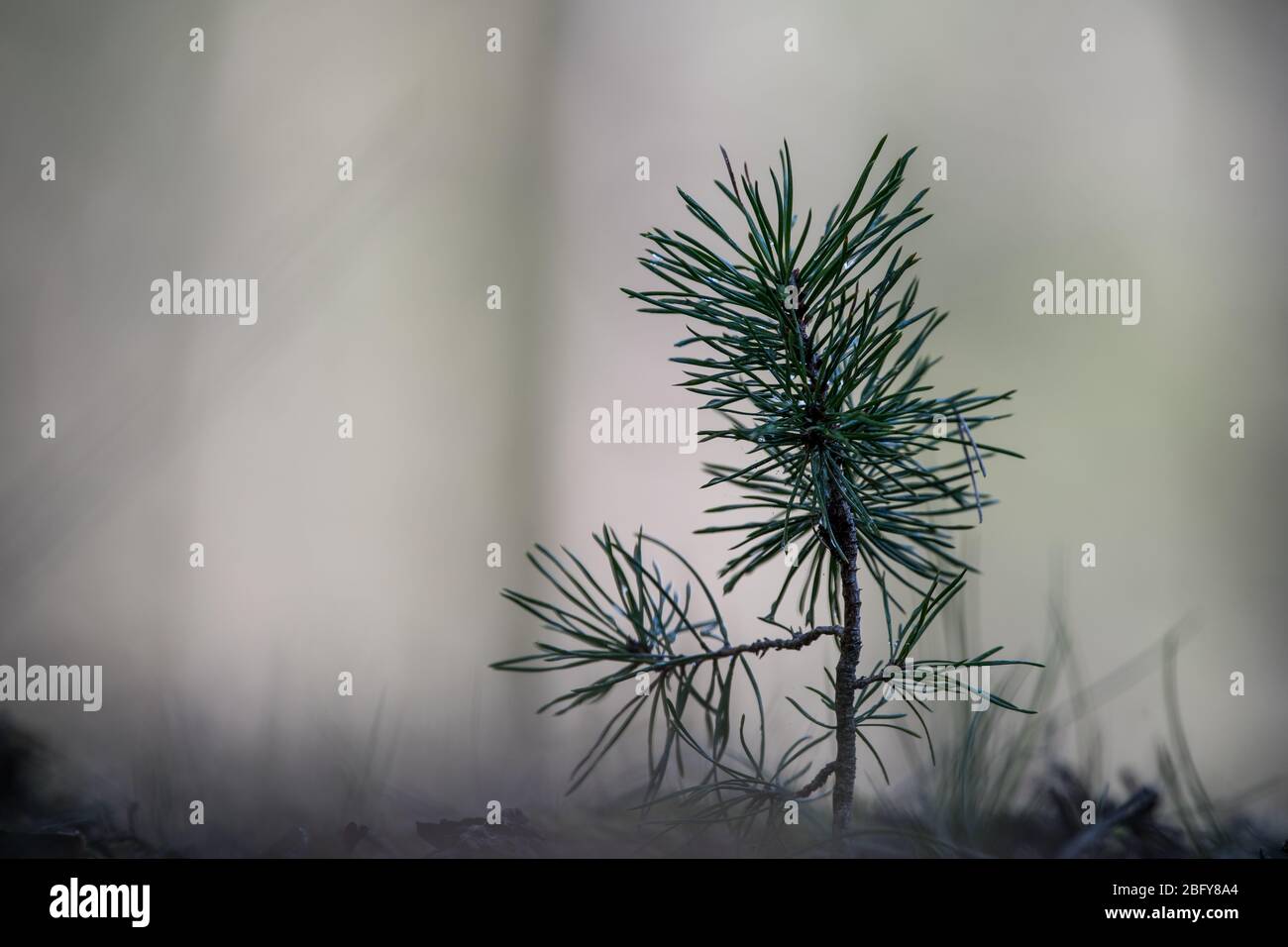 reboisement - jeune pin poussant dans la forêt de misty Banque D'Images