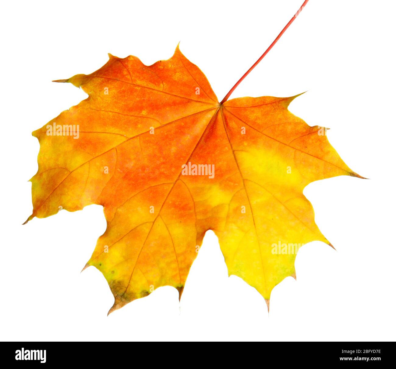feuille d'érable d'automne, isolée sur blanc Banque D'Images