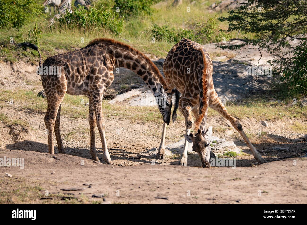 Paire de girafes à un lécher de sel dans le Masai Mara, Kenya Banque D'Images