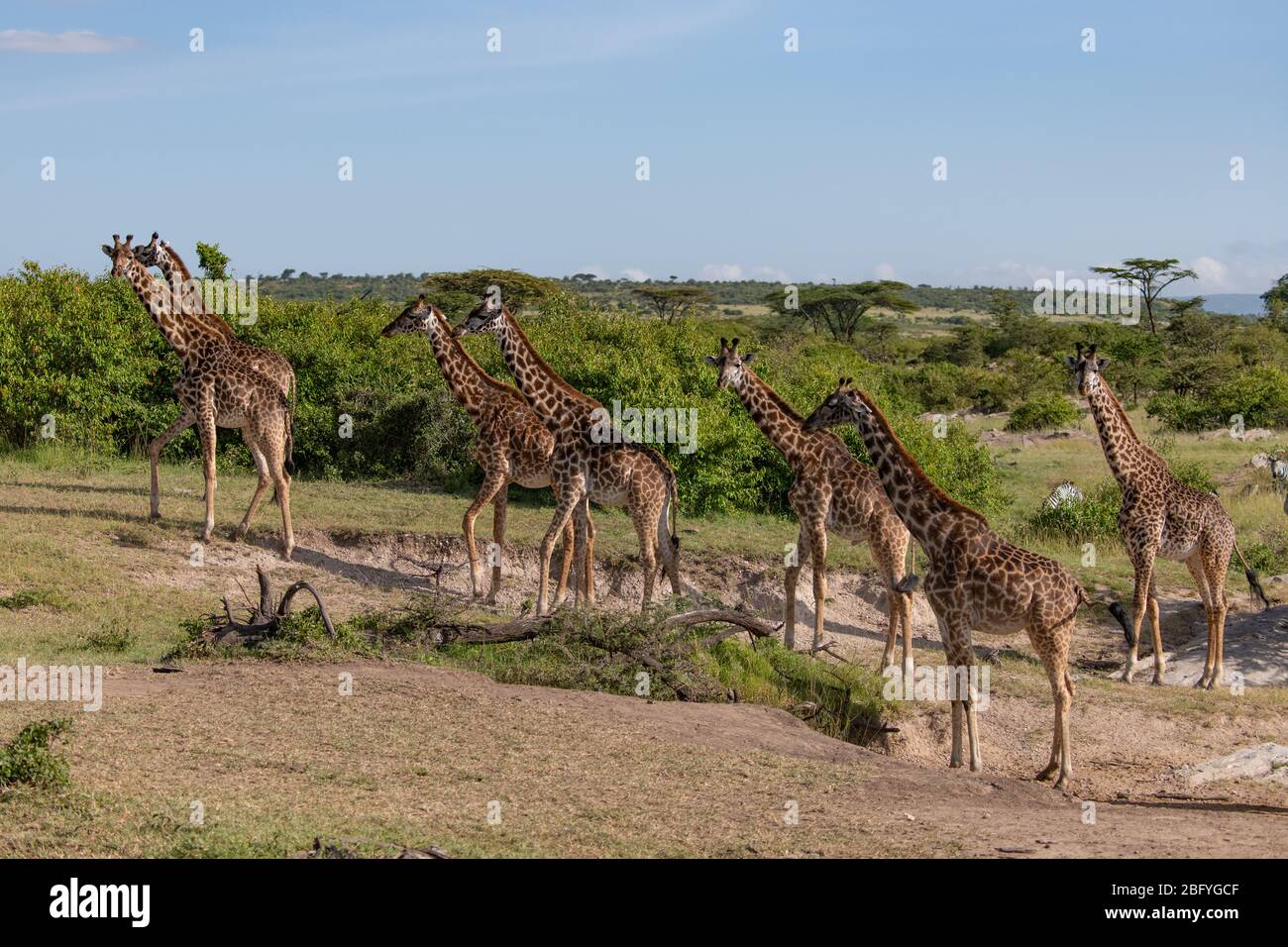 Voyage de girafes à travers la savane de Masai Mara, Kenya Banque D'Images