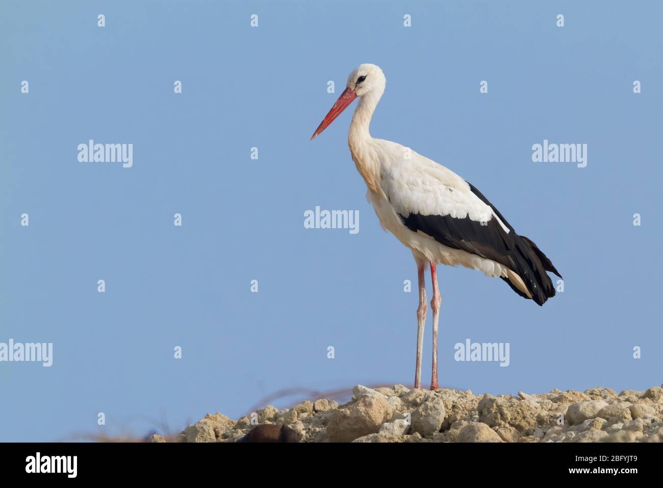 Porc blanc (Ciconia ciconia), vue latérale d'un adulte debout sur le terrain, Dhofar, Oman Banque D'Images