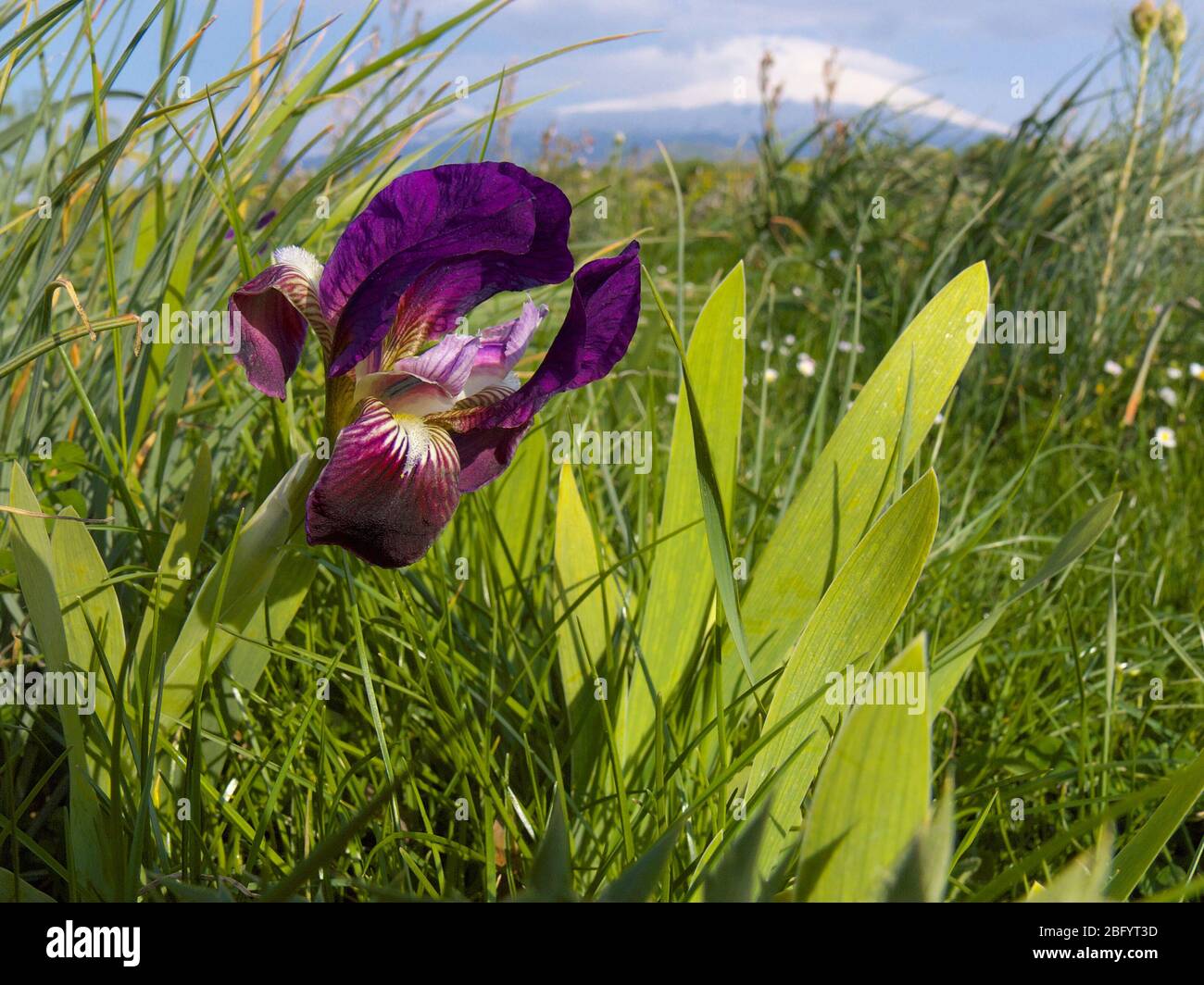Fleur d'iris sicilienne colorée dans le parc Etna de Sicile Banque D'Images