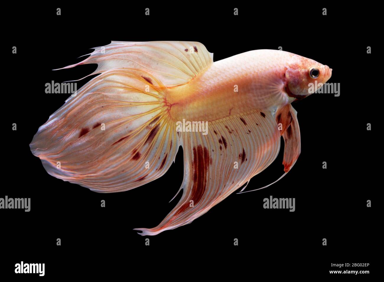 Vanda betta Banque de photographies et d’images à haute résolution - Alamy