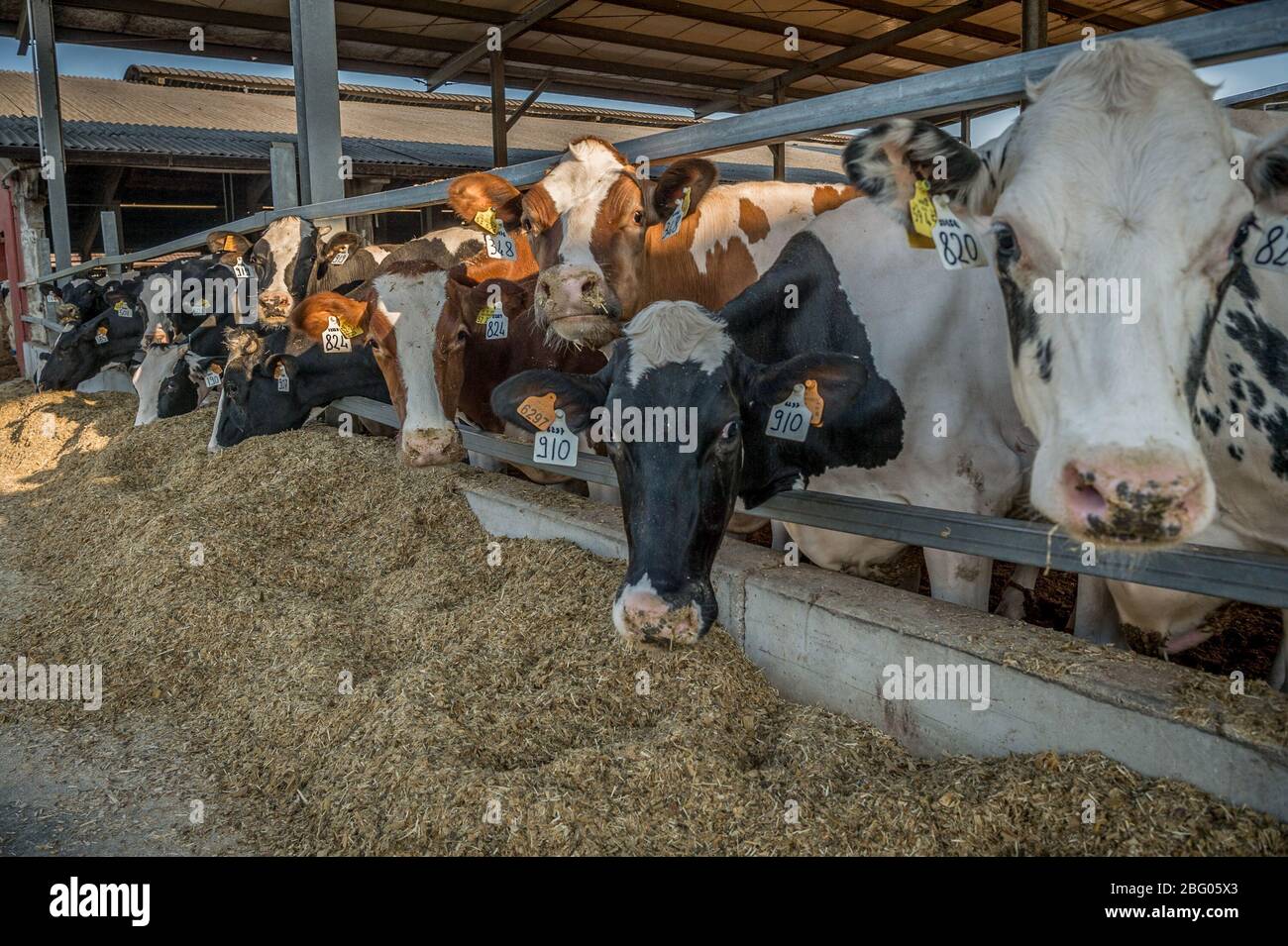 Brescia. Agrogi Cascina Malgherosse historique Brescia entreprise expert en production de lait double les ventes dues à la COVID19 dans la photo les vaches de la ferme (Carlo Cozzoli/Fotogramma, Old Verola (Brescia) - 2020-04-20) p.s. la foto e' ulizzabile nel rispto del contento in cui' stata, e senza intento diffamatorio del decoro delle persone rappresentate Banque D'Images