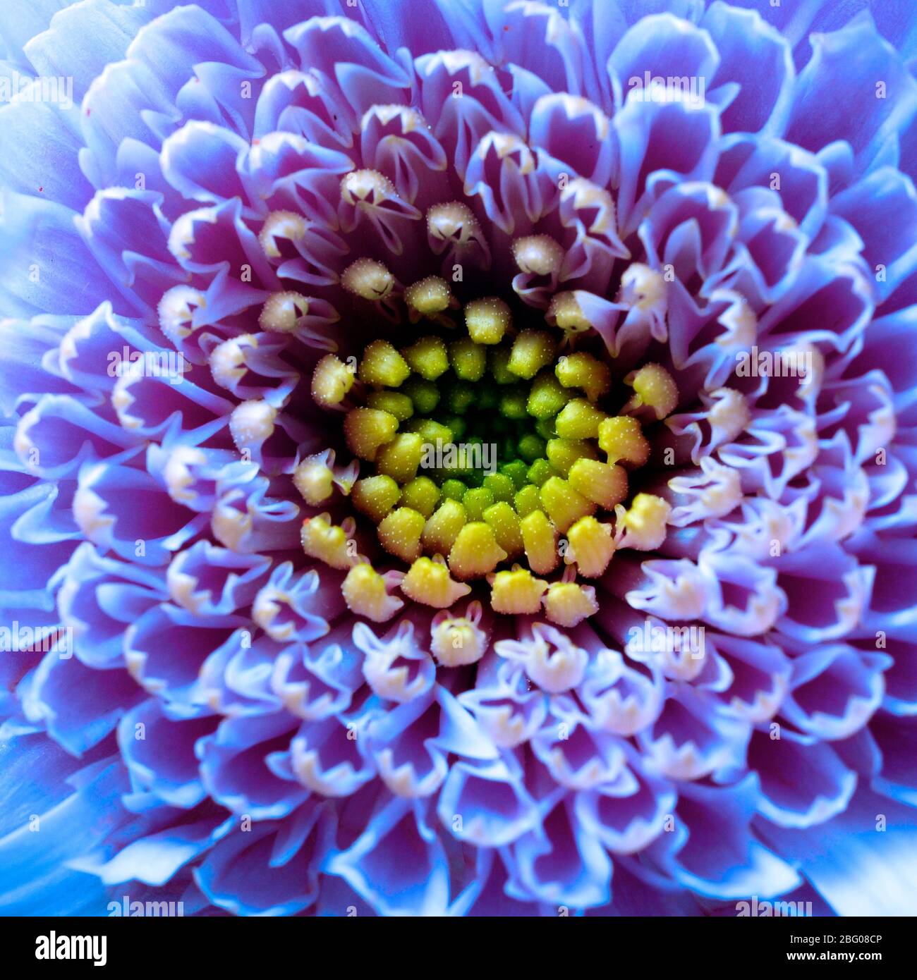 Gros plan de pétales bleus, de pistils et de fleurs de coeur de l'aster pour le fond ou la texture Banque D'Images