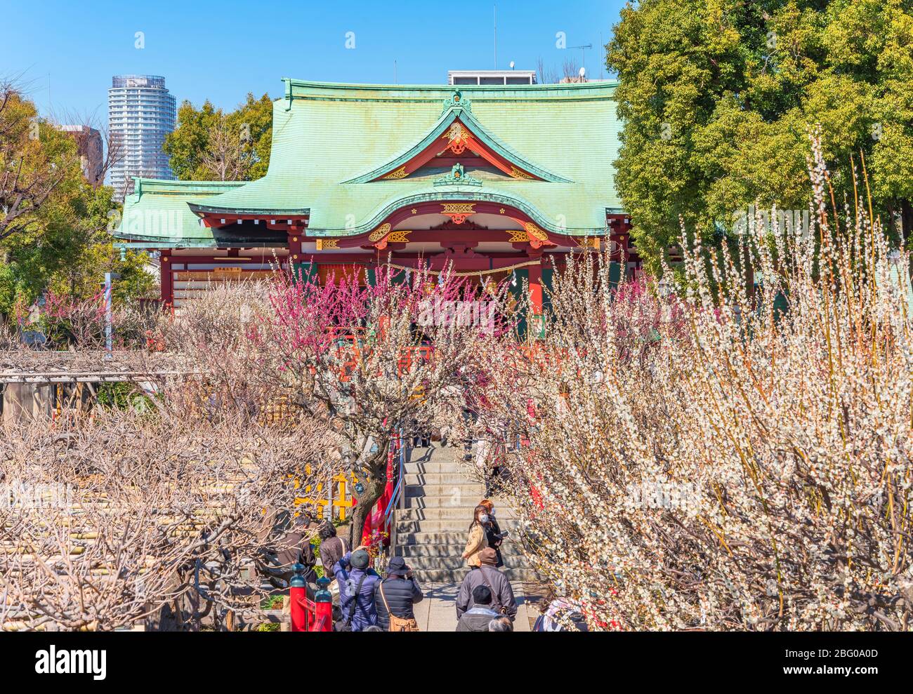 tokyo, japon - 08 mars 2020: Les gens qui profitent de pruniers en fleurs dans le sanctuaire de Kameido Tenjin dédié à Sugawara no Michizane. Banque D'Images