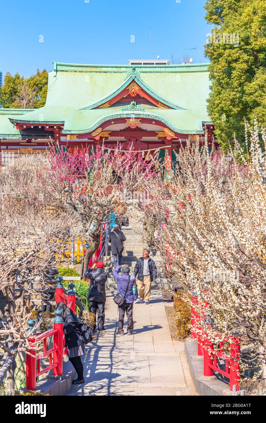 tokyo, japon - 08 mars 2020: Les gens qui profitent de pruniers en fleurs dans le sanctuaire de Kameido Tenjin dédié à Sugawara no Michizane. Banque D'Images