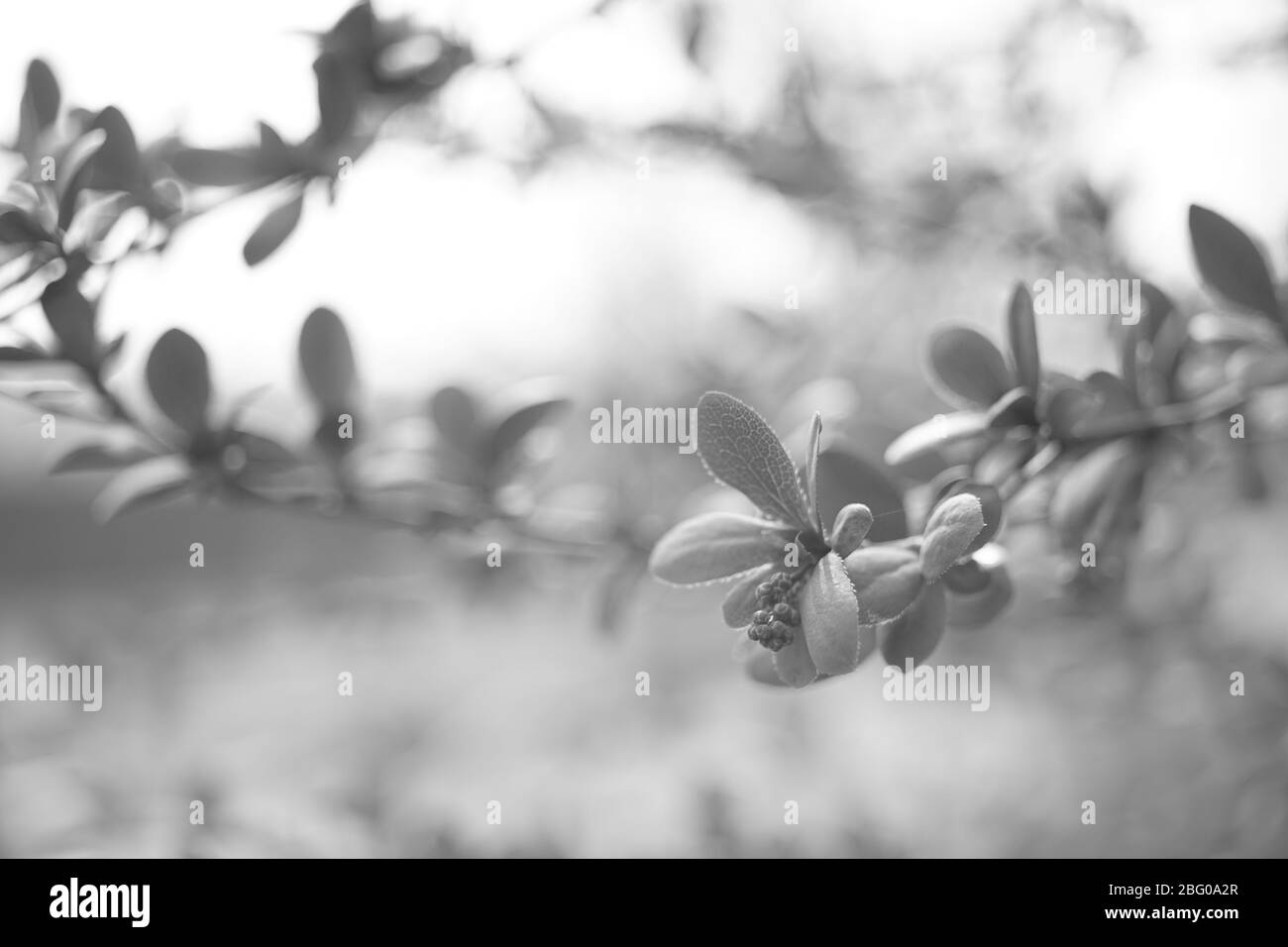 La brousse de barberry avec de petites feuilles pousse dans un jardin de printemps, photo de bw. Banque D'Images