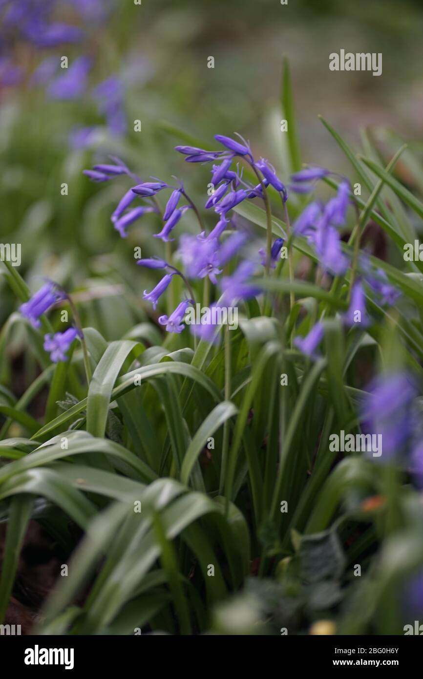 Gros plan des délicates cloches bleues de couleur pourpre (jacinthoides) dans l'herbe verte en avril, printemps Banque D'Images