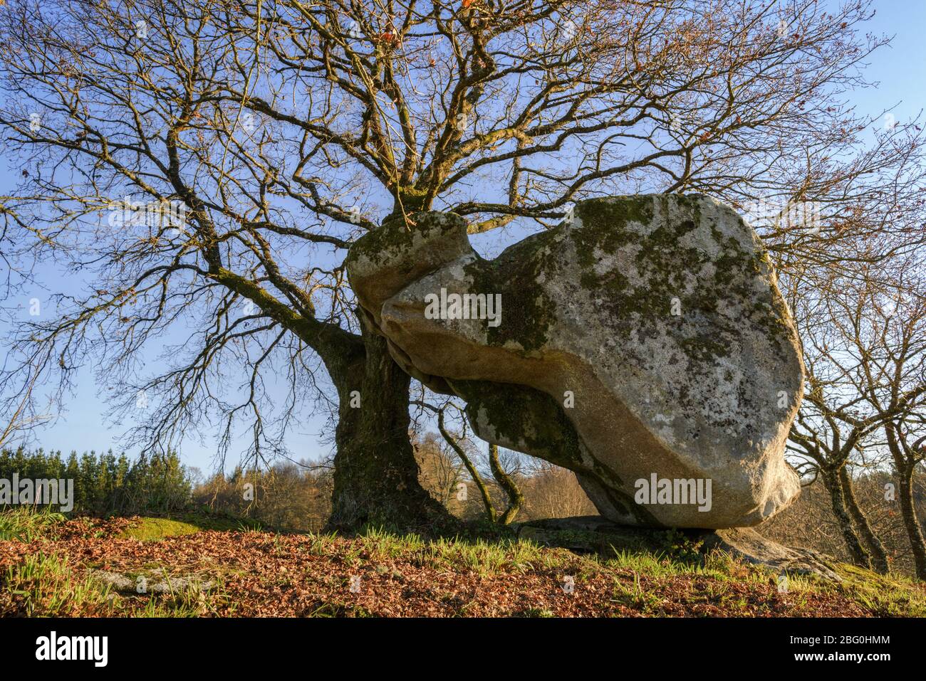 Monument mégalithique d'origine celtique avec une énorme roche sculptée à côté d'une oak.tiff sacrée Banque D'Images