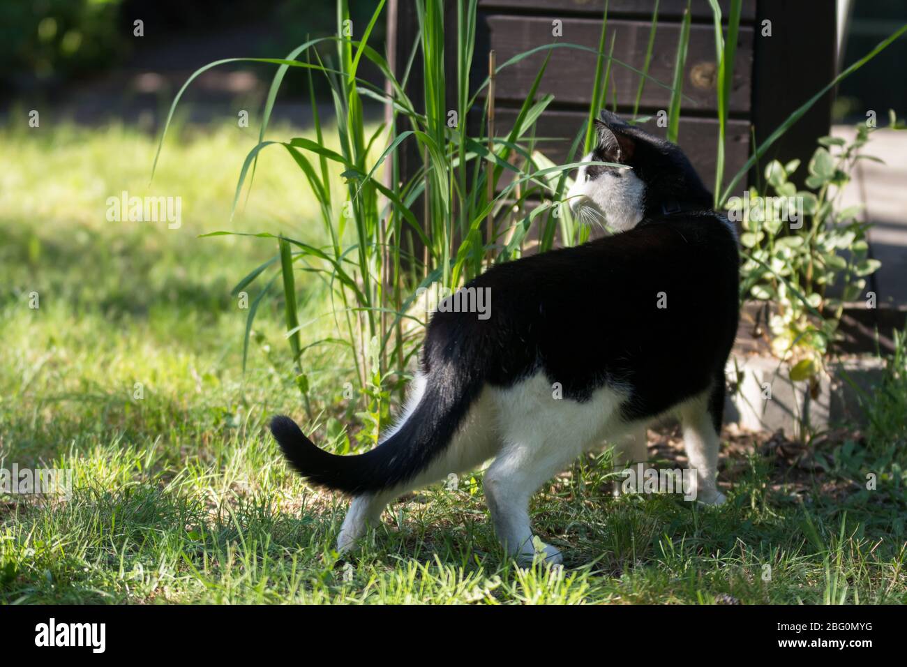 Chat noir et blanc debout dans un jardin, regardant par les feuilles de bambou Banque D'Images