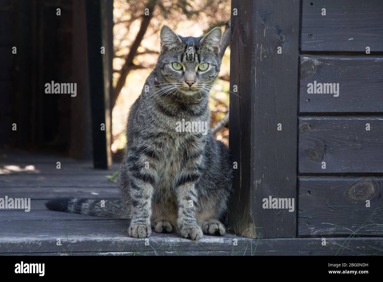 Magnifique chat gris rayé assis dans un abri de jardin, en regardant directement dans l'appareil photo Banque D'Images