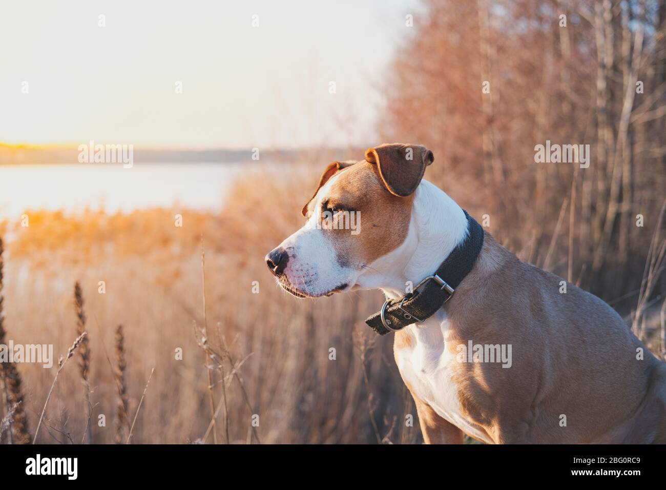 Portrait d'un chien au soleil du soir à l'extérieur. Animaux de randonnée, chiens actifs: staffordshire terrier mutt se trouve au bord de l'eau au coucher du soleil Banque D'Images
