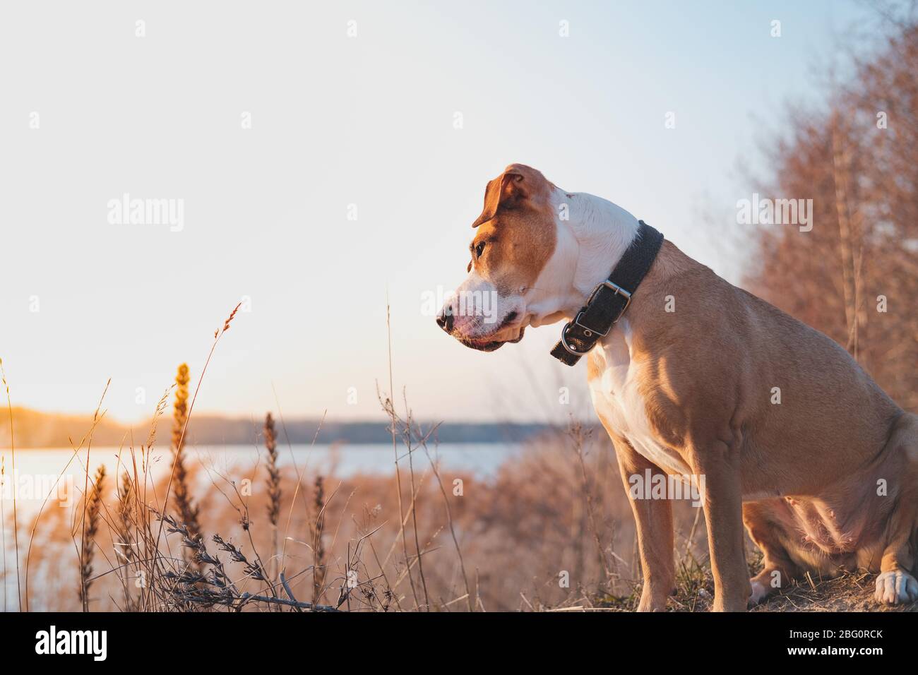 Un chien charmant au bord du lac regarde le coucher du soleil. Animaux de randonnée, chiens actifs: staffordshire terrier mutt se trouve au bord de l'eau au coucher du soleil Banque D'Images