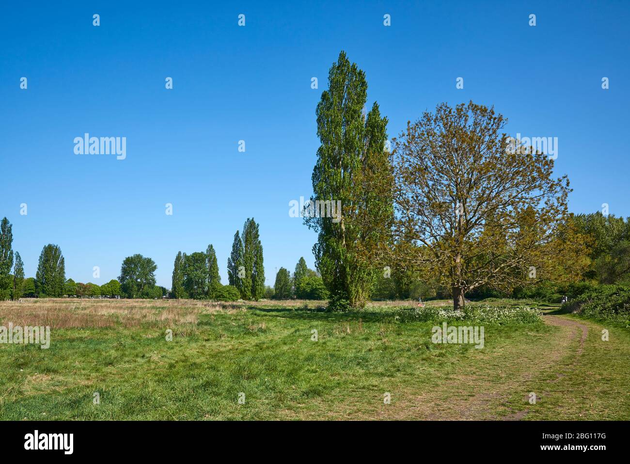 Hackney Marshes, East London UK, à la fin du printemps, près de la vieille rivière Lea Banque D'Images