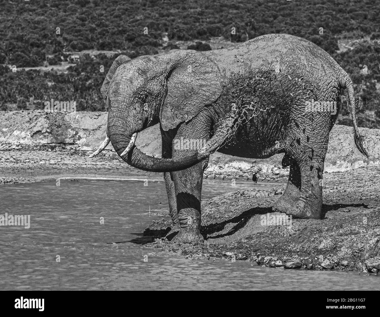 un taureau d'éléphant solitaire Loxodonta Africana en début de matinée à un barrage se vaporisant avec de l'eau dans le parc national Addo Elephant, Afrique du Sud Banque D'Images