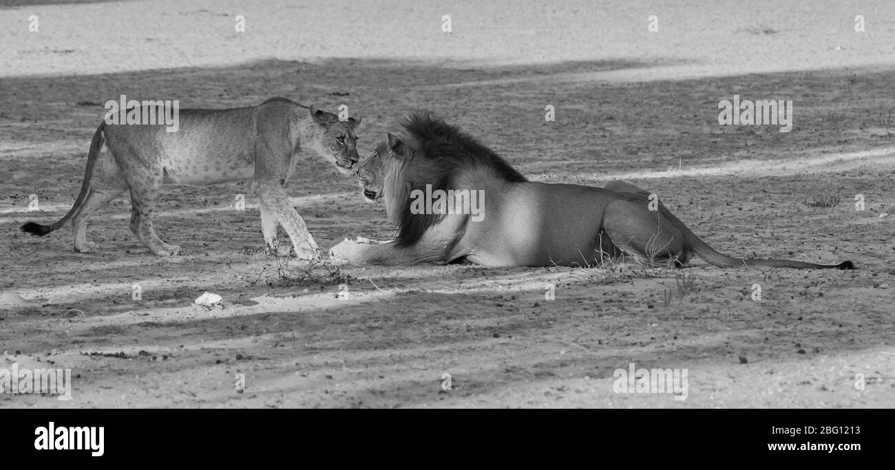 Lion mané noir panthera leo rencontre un des sous-adultes de lion avec tension et se niffer, parc Kgalagadi, Cap Nord, Afrique du Sud Banque D'Images