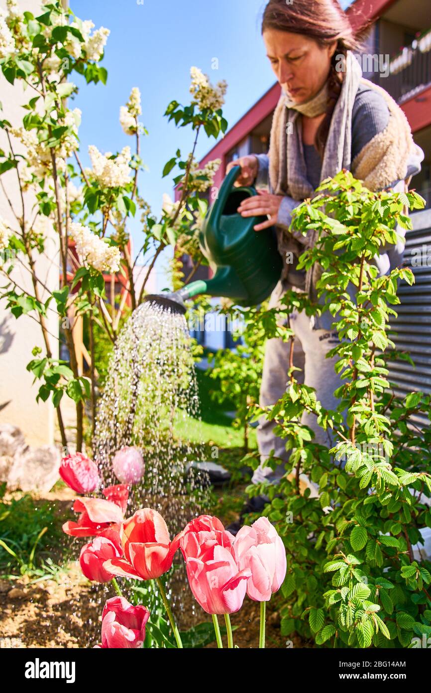 Pfaffenhofen a.d., ILM, Allemagne, 20 avril 2020. Femme arrosant peut arroser des fleurs et des plantes le 20 avril 2020 à Pfaffenhofen a.d. ILM, Bavière, Allemagne. Modèle publié © Peter Schatz / Alay Live News Banque D'Images