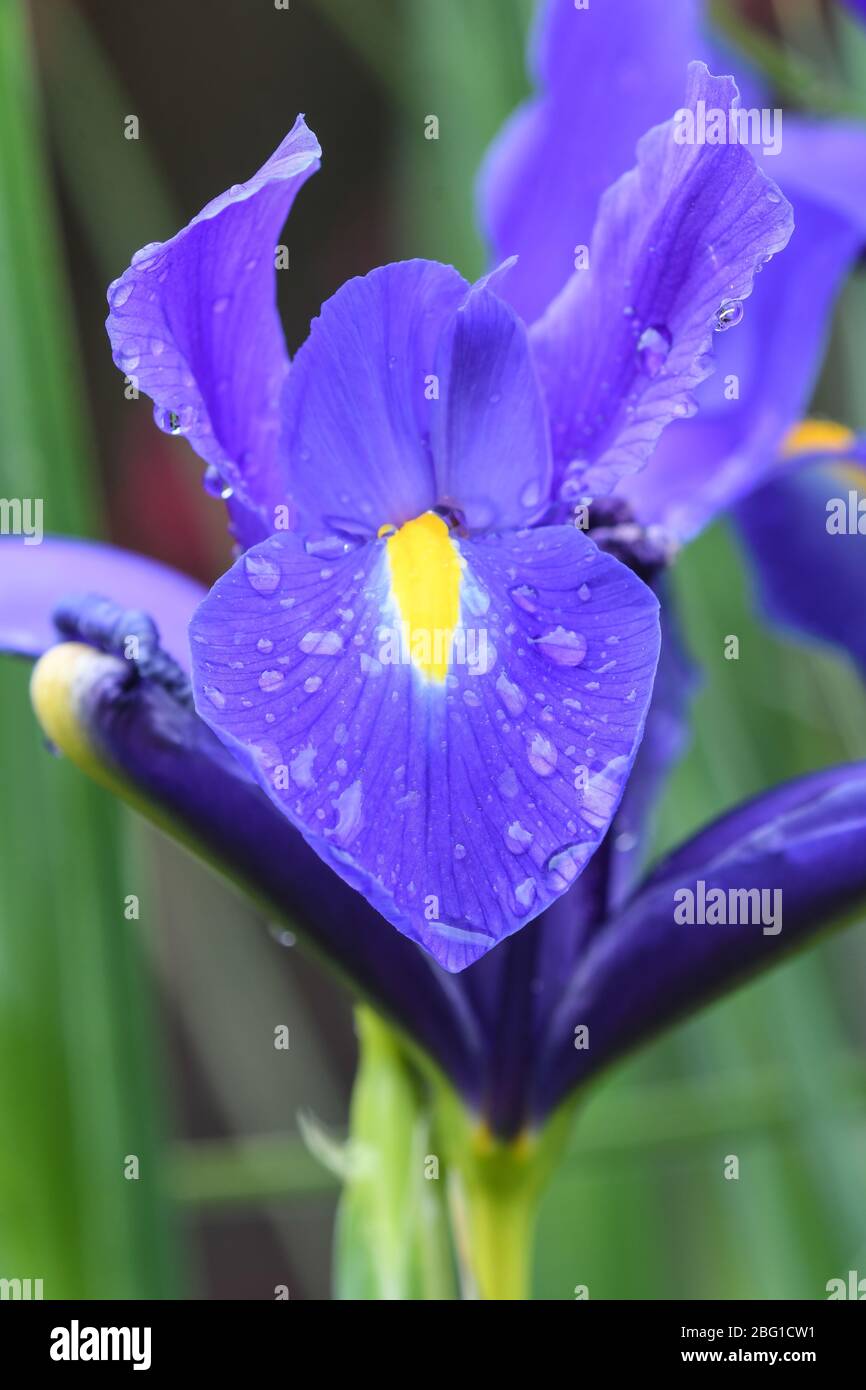 Détails macro des fleurs d'iris bleu avec gouttes d'eau de pluie Banque D'Images