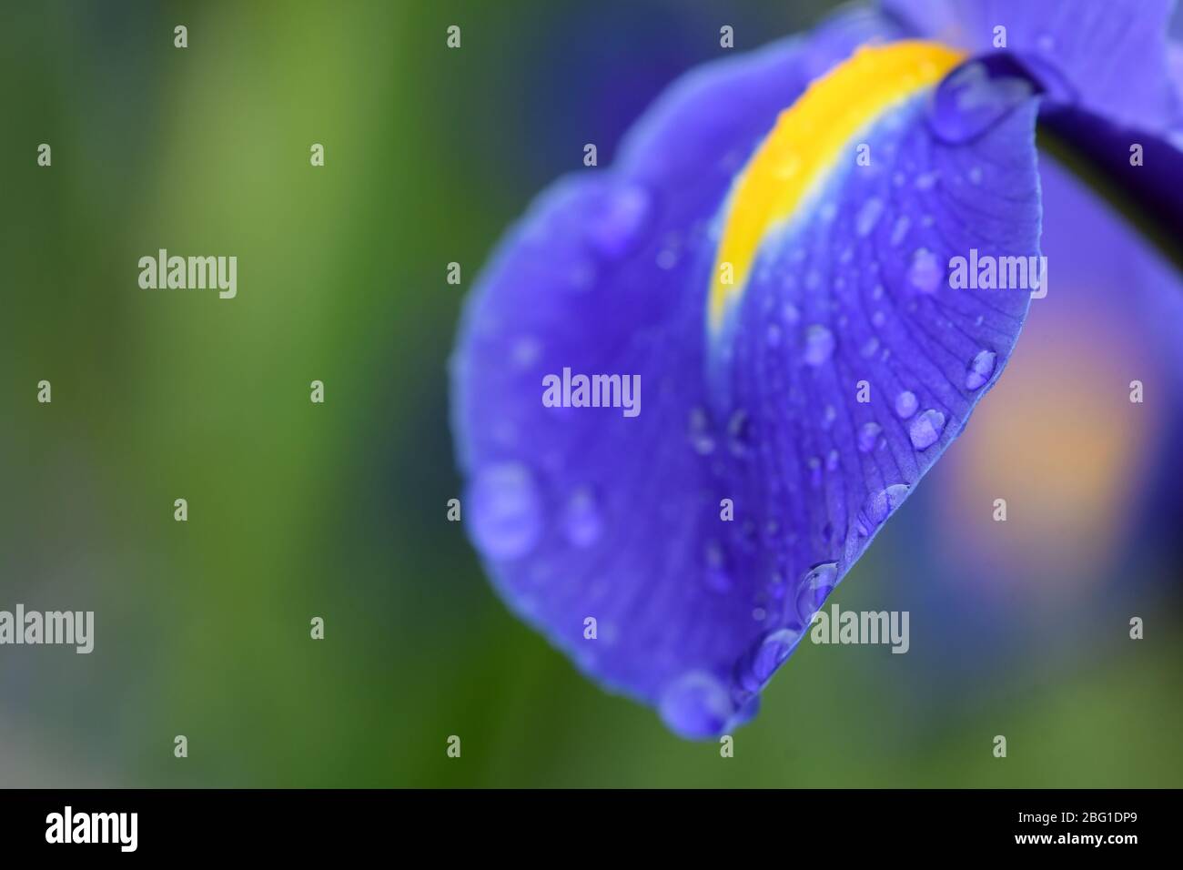 Détails macro des fleurs d'iris bleu avec gouttes d'eau de pluie Banque D'Images