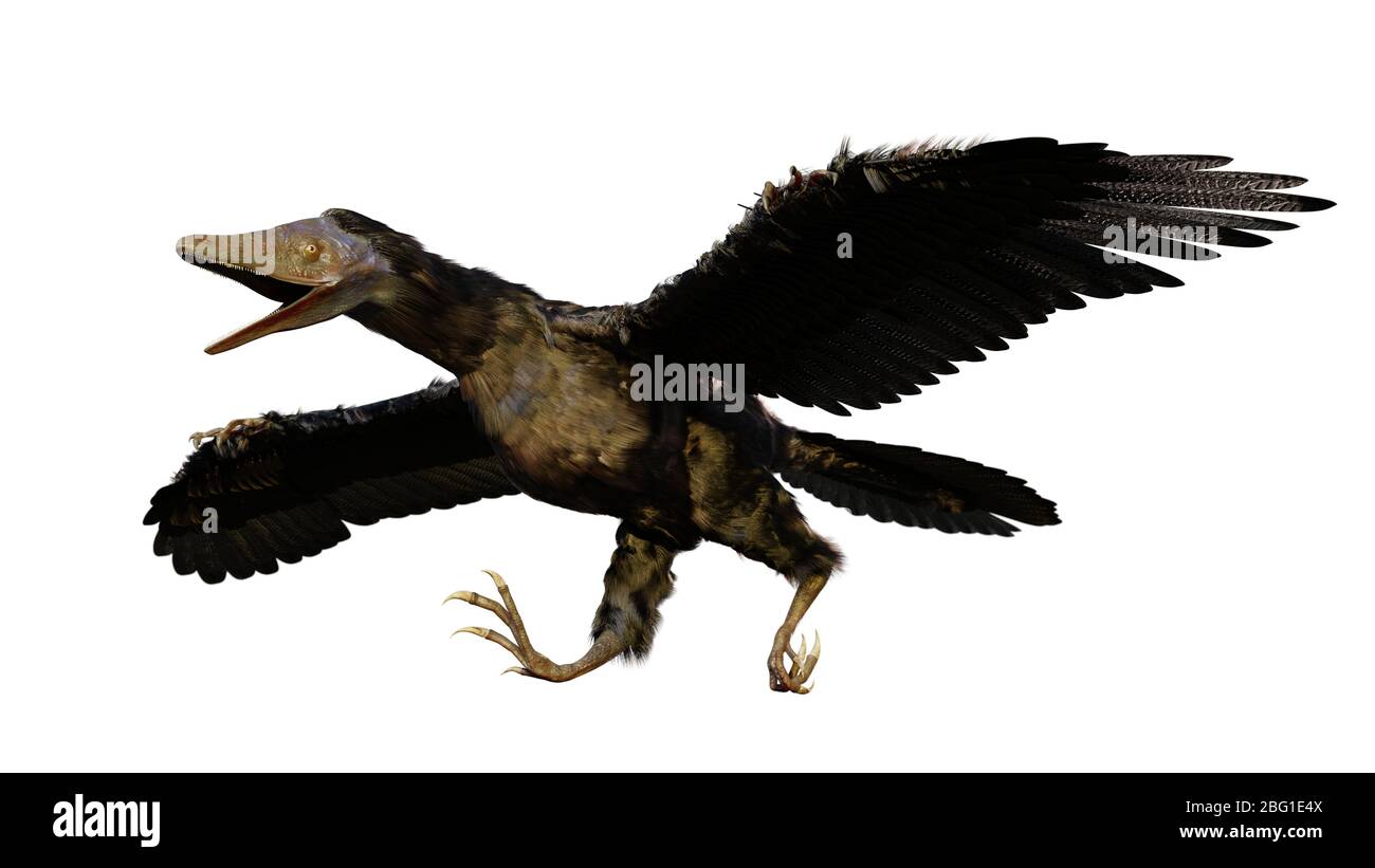 Archaeopteryx, espèce transitoire entre les dinosaures non-aviens et les oiseaux modernes de la période jurassique tardive isolée sur fond blanc Banque D'Images