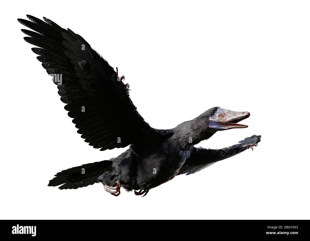 Archaeopteryx, espèce transitoire entre les dinosaures non-aviens et les oiseaux modernes de la période jurassique tardive isolée sur fond blanc Banque D'Images