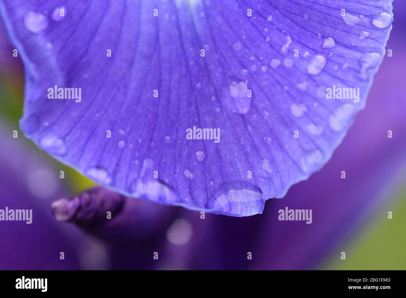 Détails macro des fleurs d'iris bleu avec gouttes d'eau de pluie Banque D'Images