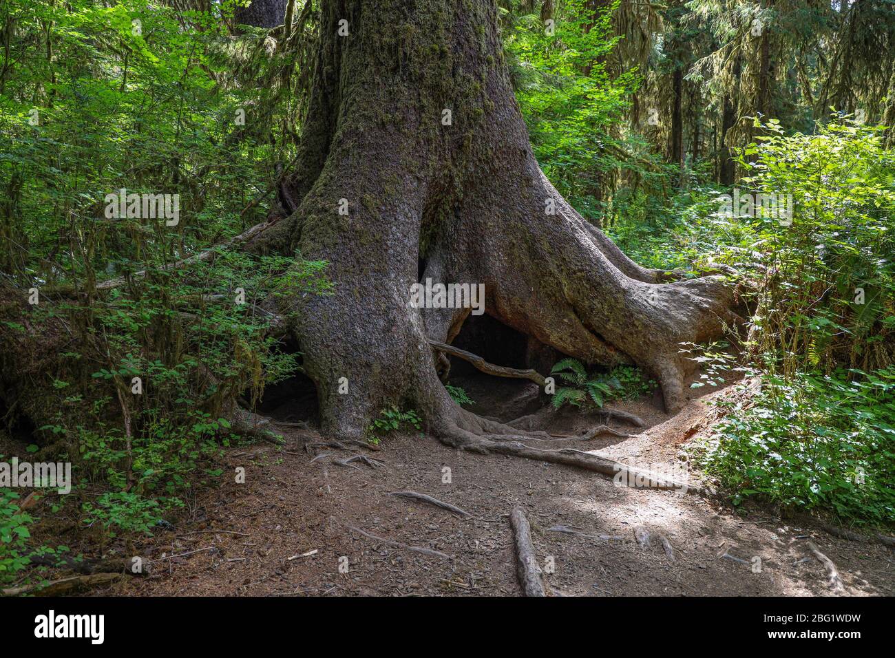 La salle de la piste des Mosses dans la forêt tropicale de Hoh du Parc National Olympique est bordée d'arbres anciens, principalement des temples de bifeuilles et des sruces de Sitka drapées en Mo Banque D'Images