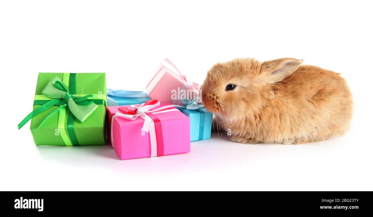 Un lapin droit moelleux avec des cadeaux isolés sur blanc Banque D'Images