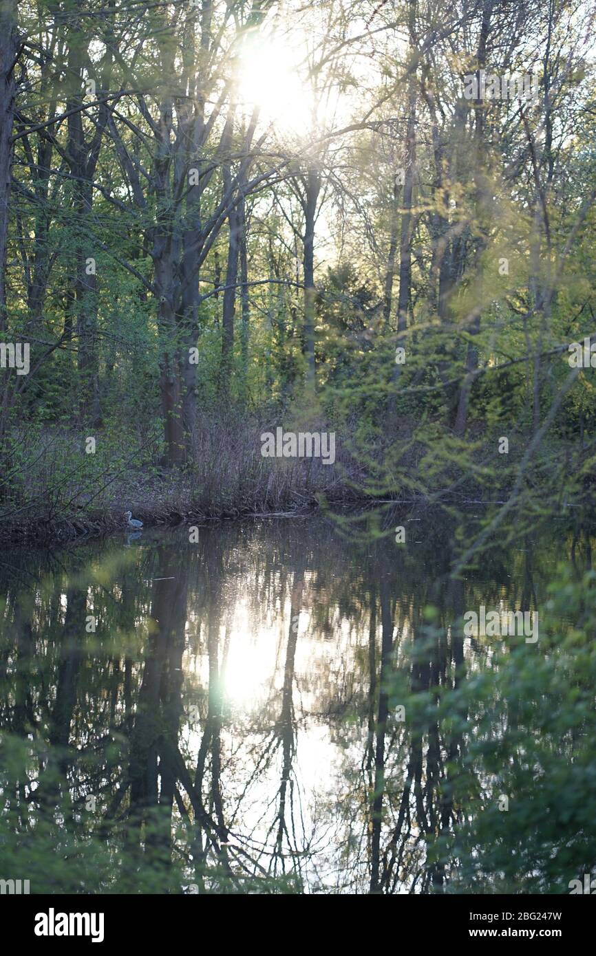 Étang au parc de la ville avec héron au crépuscule, Tiergarten, Berlin, Allemagne Banque D'Images