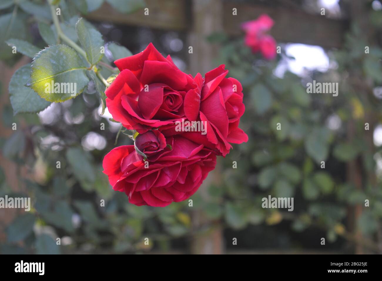 Un beau groupe de roses rouges vibrantes fleurissant étroitement ensemble sur une branche dans un cadre de jardin luxuriant. Banque D'Images