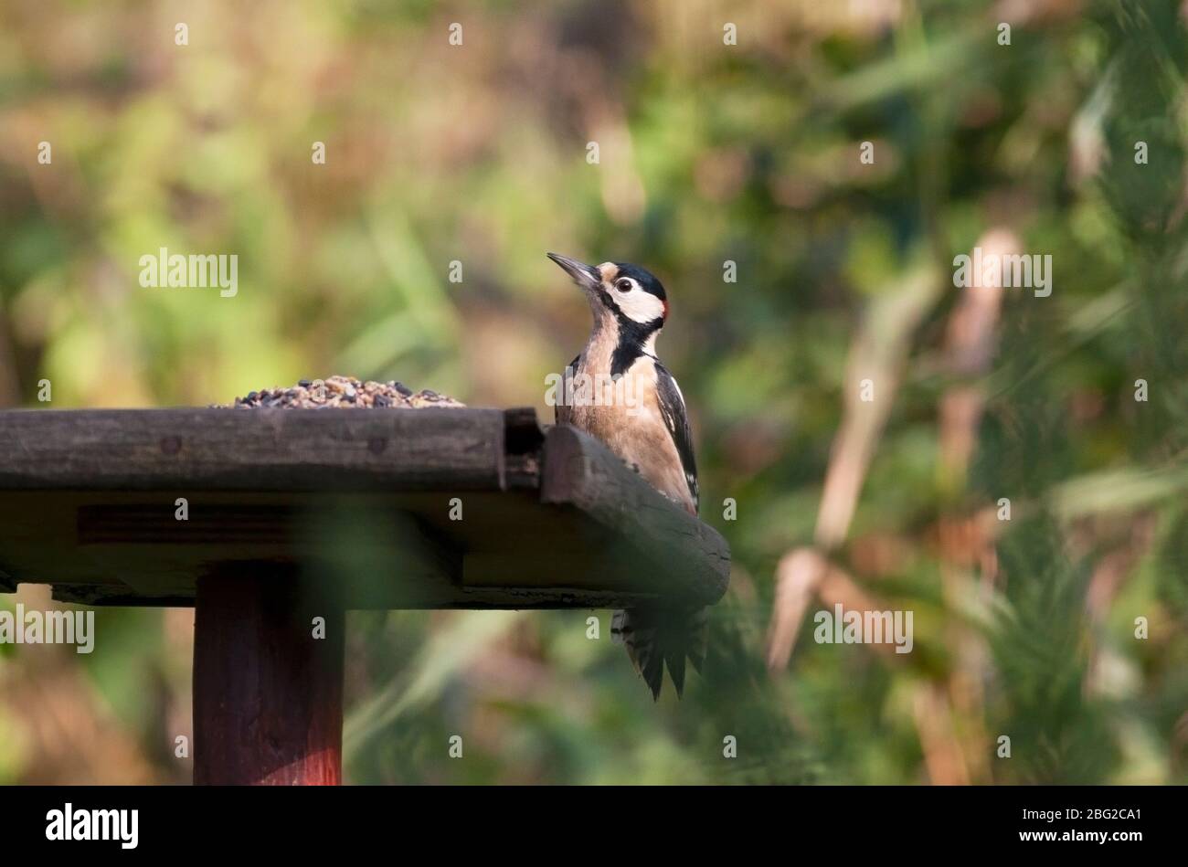 Pic à pois, Dendrocopos Major, visite d'une table d'oiseaux de jardin, Lancashire, Royaume-Uni Banque D'Images