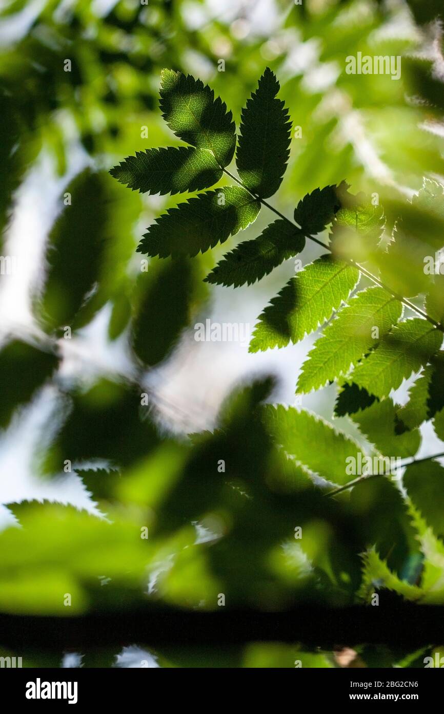 Gros plan de Rowan, Sorbus ligno, feuilles d'arbre, pendant l'été dans un bois anglais à feuilles caduques. Lancashire, Angleterre, Royaume-Uni Banque D'Images