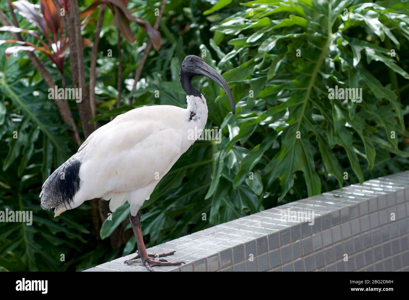 Photo d'un ibis blanc australien (Threskiornis molucca) capturé dans les parcs de South Bank à Brisbane, Australie Banque D'Images