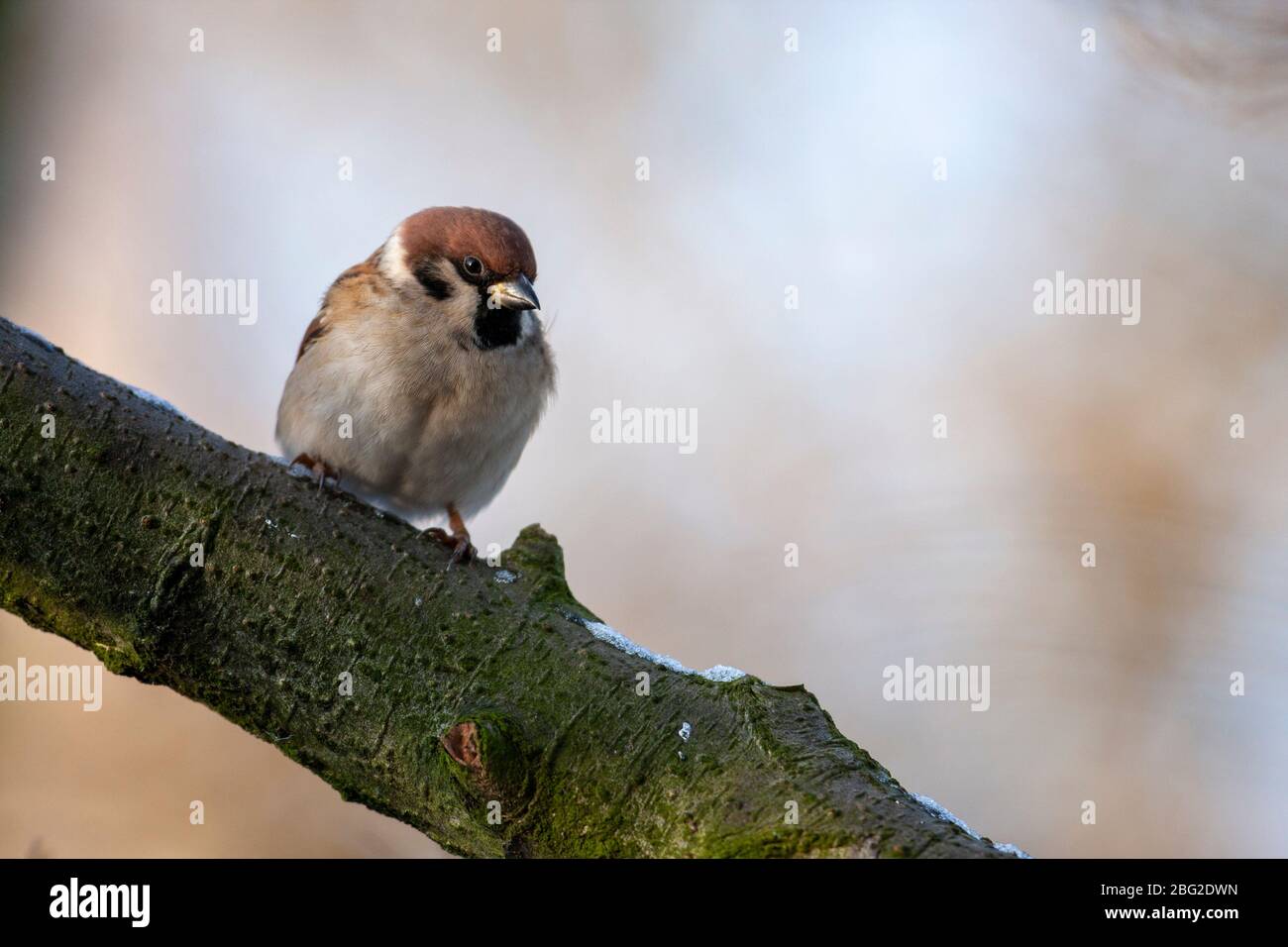 Portrait d'oiseau d'un sparrow d'arbre, Passer montanus, WWT Martin Mere nature Reserve, Lancashire, Royaume-Uni Banque D'Images