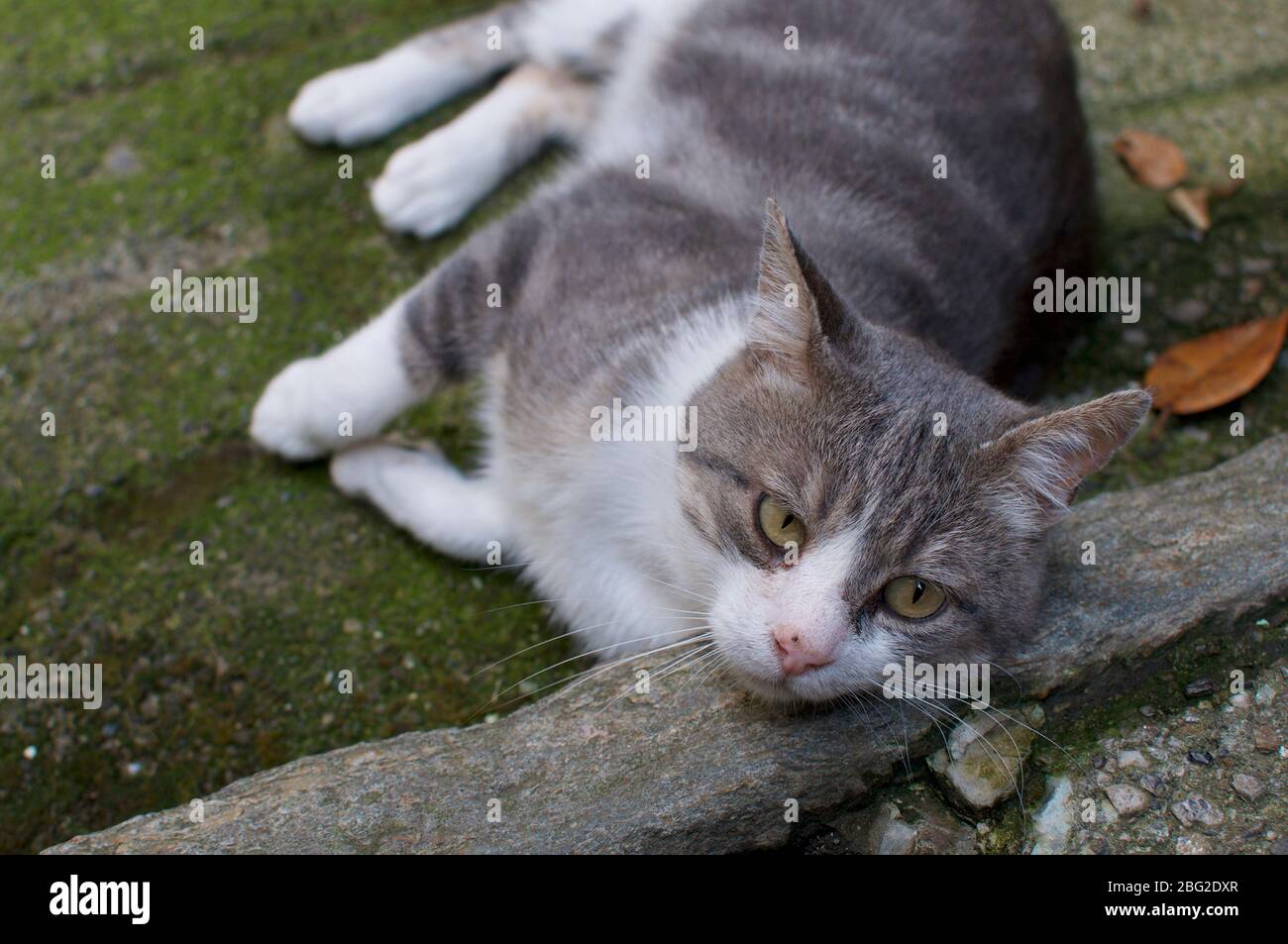 Portrait d'un chat européen de détente magnifique sur un escalier en pierre Banque D'Images