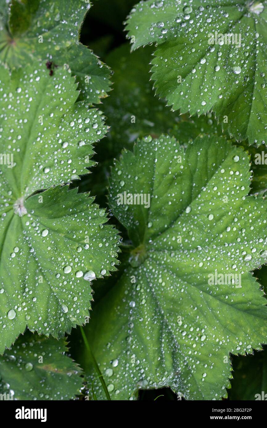 Gouttelettes de pluie recueillies sur des feuilles vertes, parc Cannonhill, Birmingham, Royaume-Uni Banque D'Images