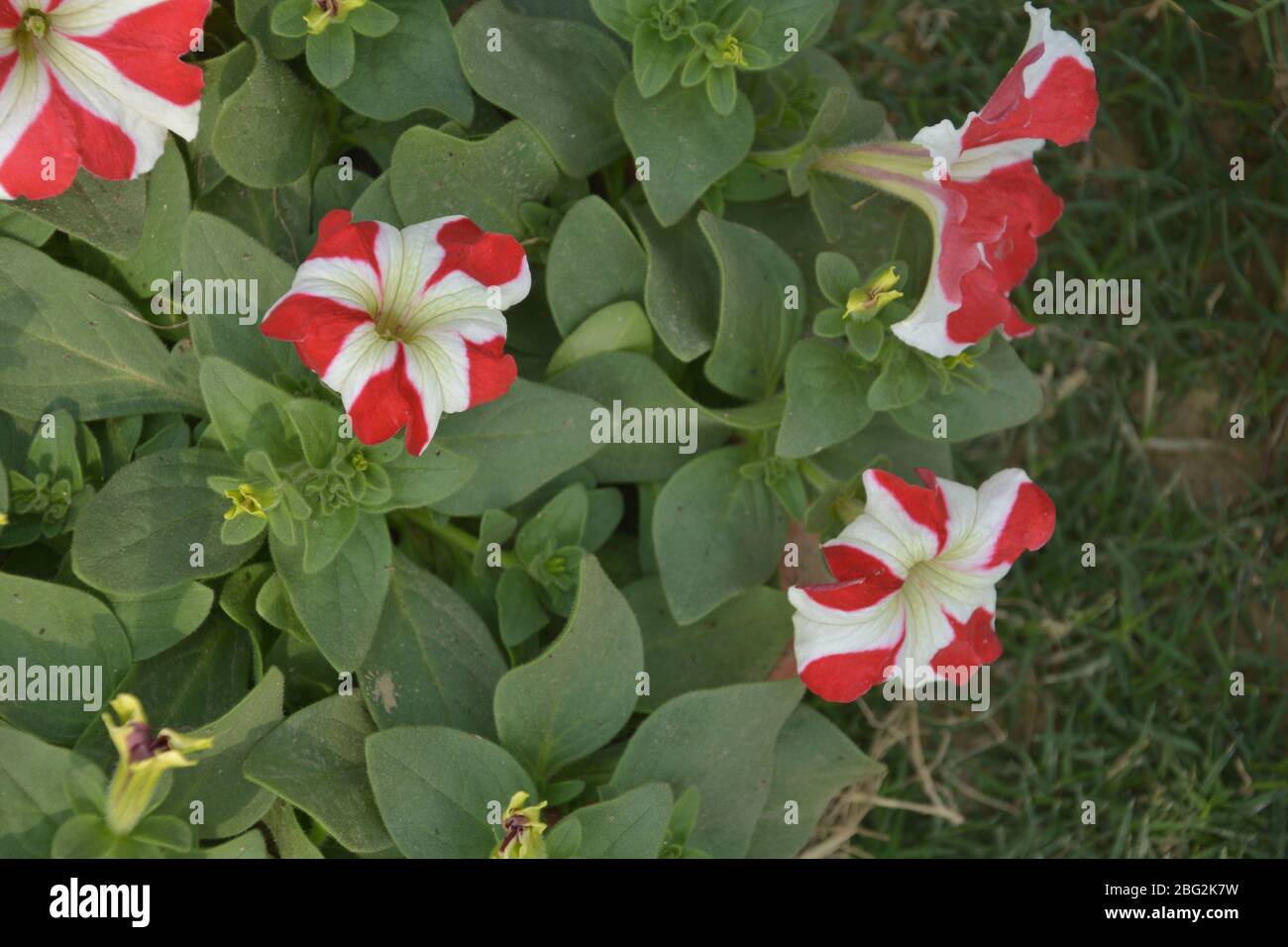 Gros plan sur de belles fleurs de pétunia de couleur pourpre qui poussent dans le jardin, focalisation sélective Banque D'Images