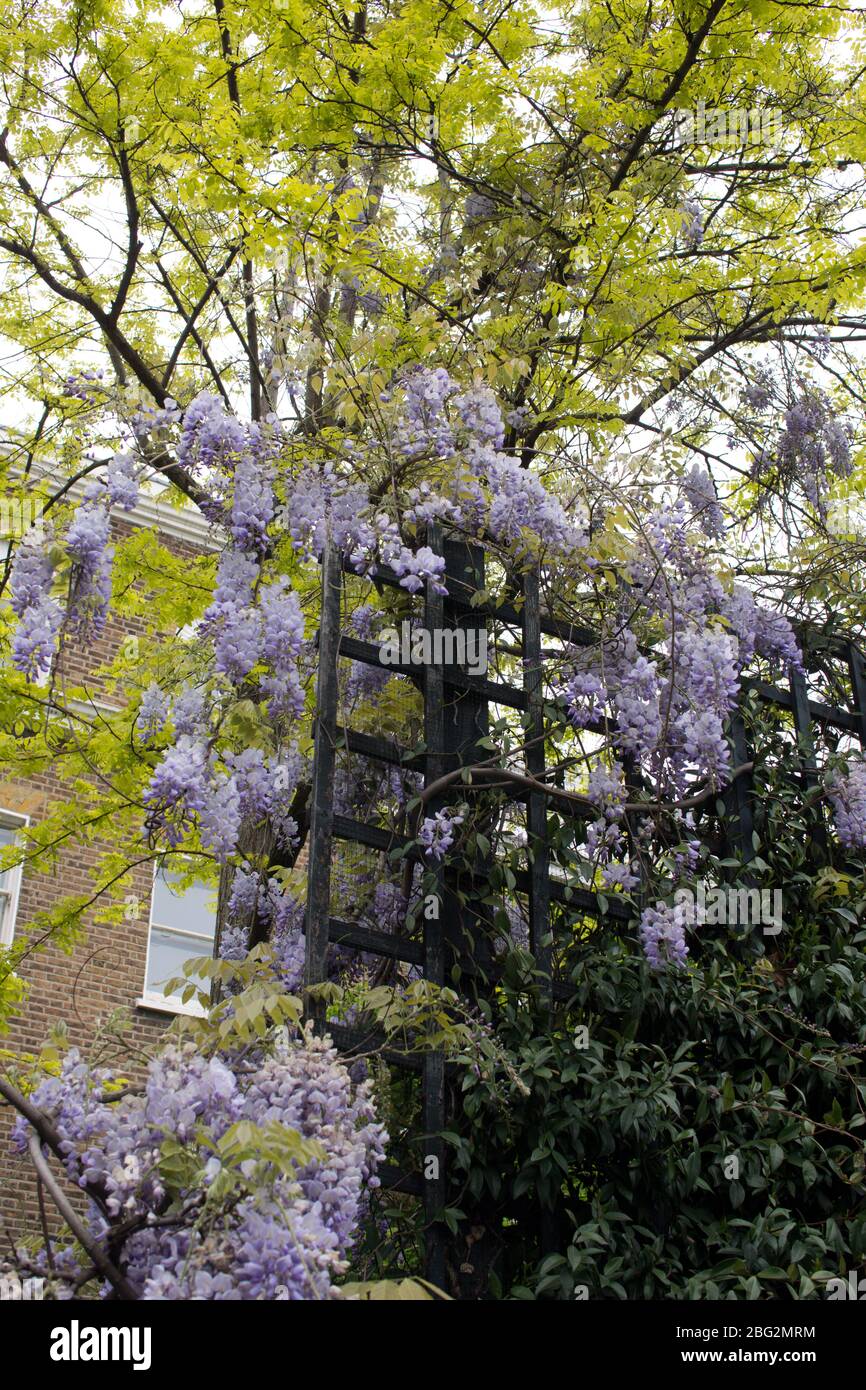fleurs mauve mauve perstuia colorées qui poussent sur un panneau de clôture en treillis de bois Banque D'Images