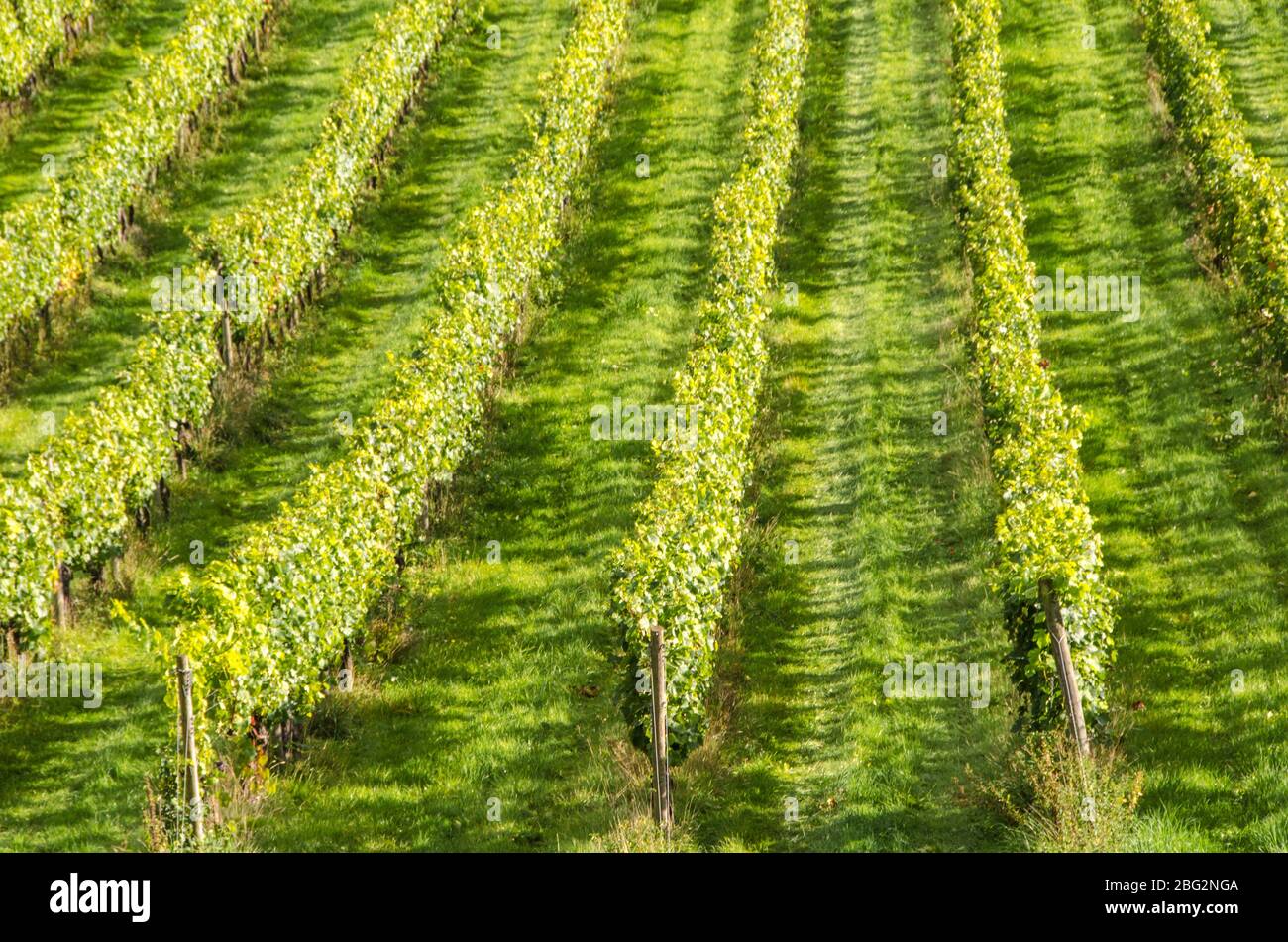 Denbies Wine Estate, un grand vignoble anglais à Surrey, Royaume-Uni Banque D'Images