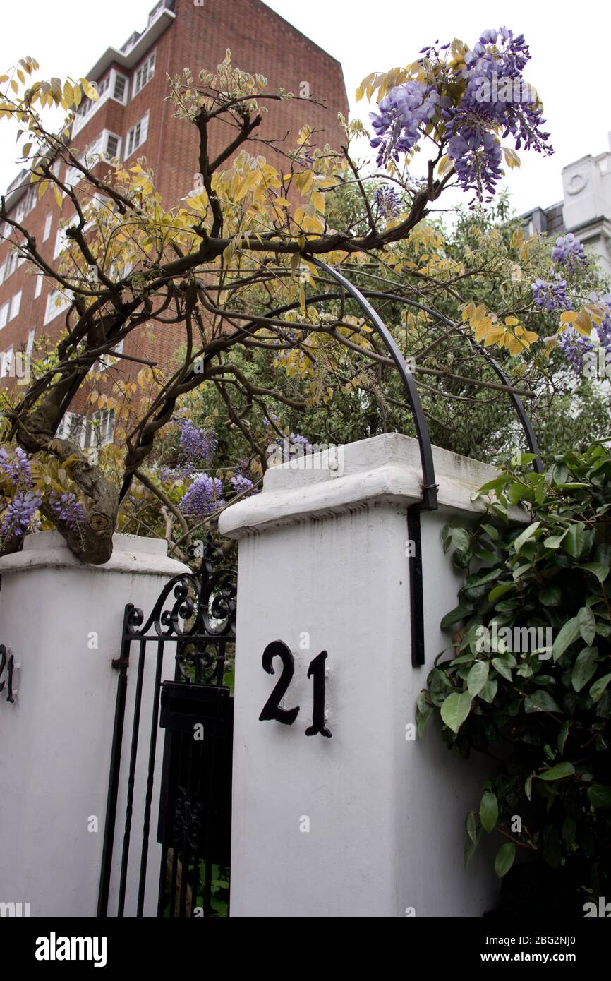mauve mauve colorée, fleurs de la wistérie, qui pousse sur une voûte métallique au-dessus d'une porte avec le numéro 21 Banque D'Images