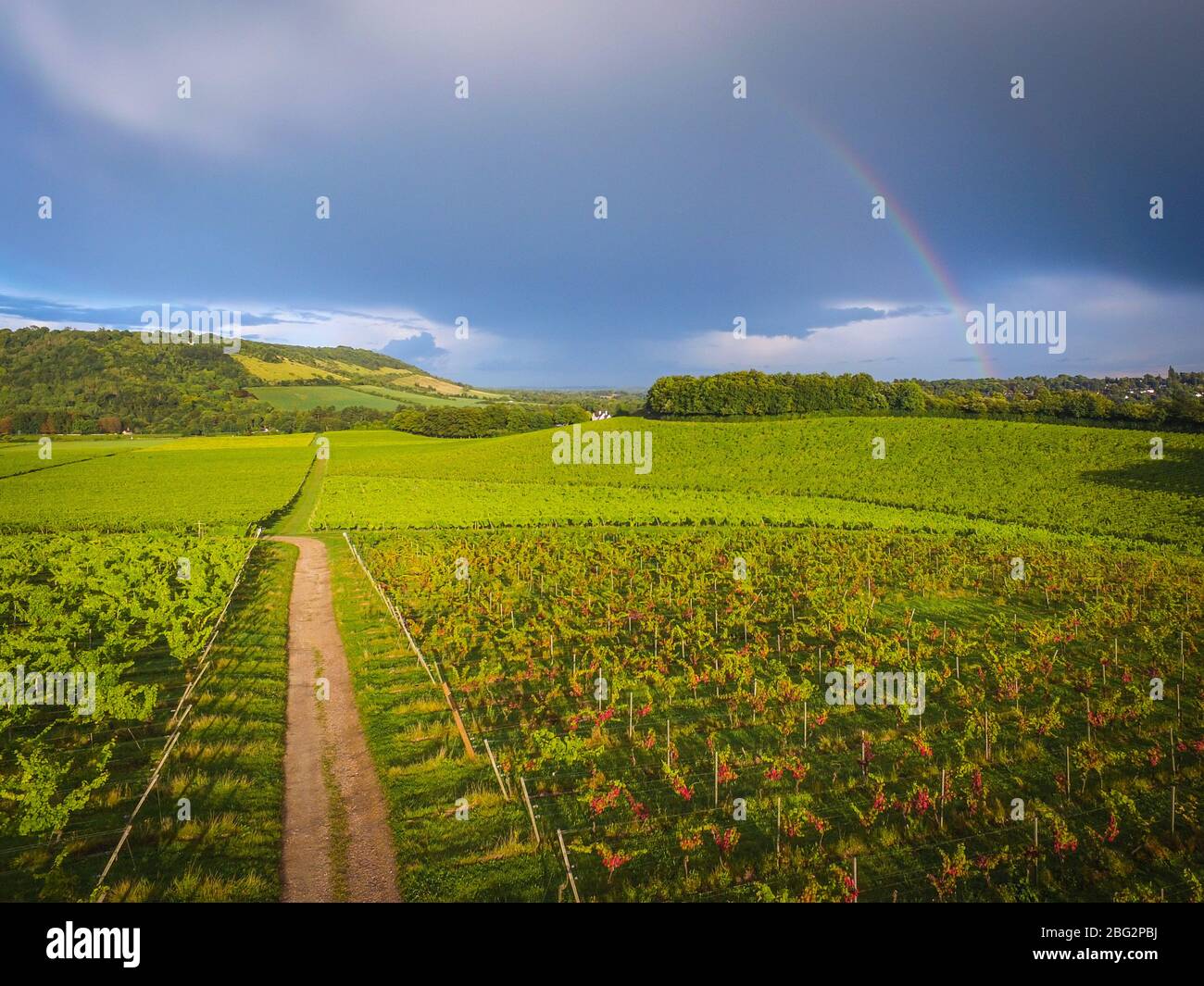 Denbies Wine Estate, un grand vignoble anglais à Surrey, Royaume-Uni Banque D'Images