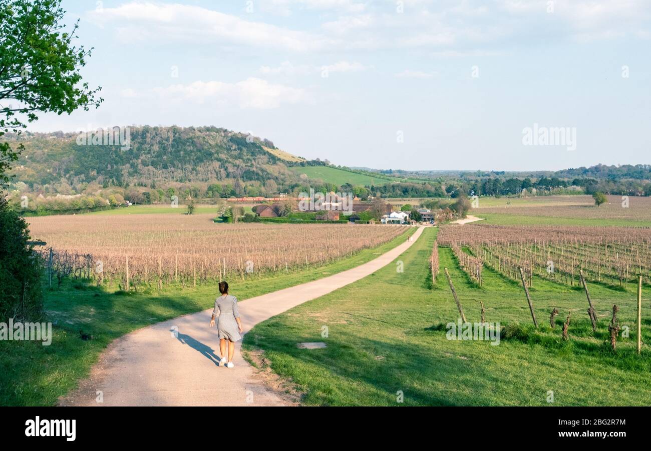 Denbies Wine Estate, un grand vignoble anglais à Surrey, Royaume-Uni Banque D'Images