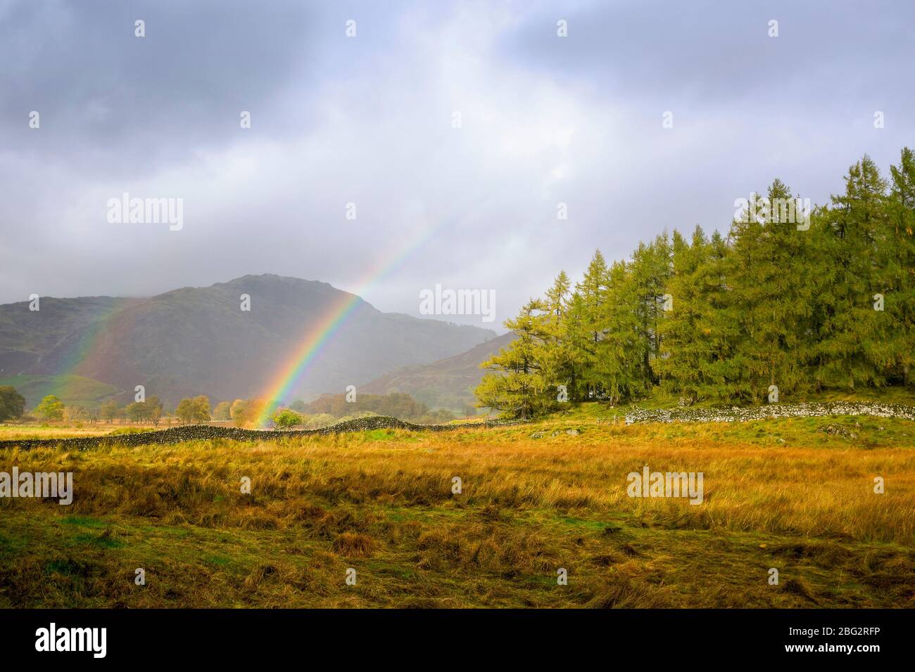 Rainbow au-dessus d'un peuplement d'arbres à Little Langdale, Cumbria, Royaume-Uni Banque D'Images
