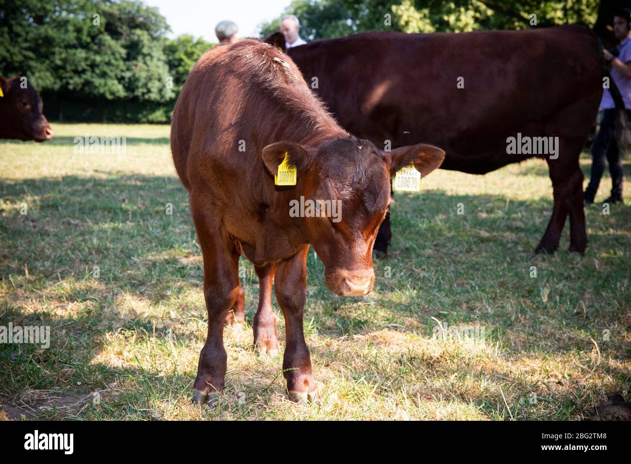 Viande bovine britannique Banque D'Images