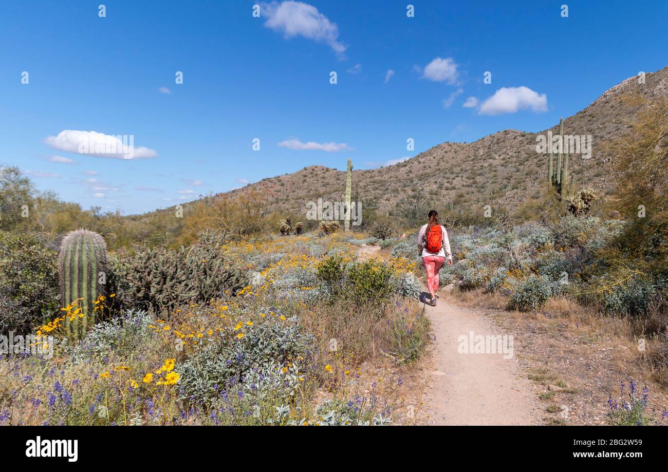 Une femme en forme qui se pose sur un sentier de randonnée dans le désert au printemps avec des fleurs sauvages près de Scottsdale Arizona Banque D'Images