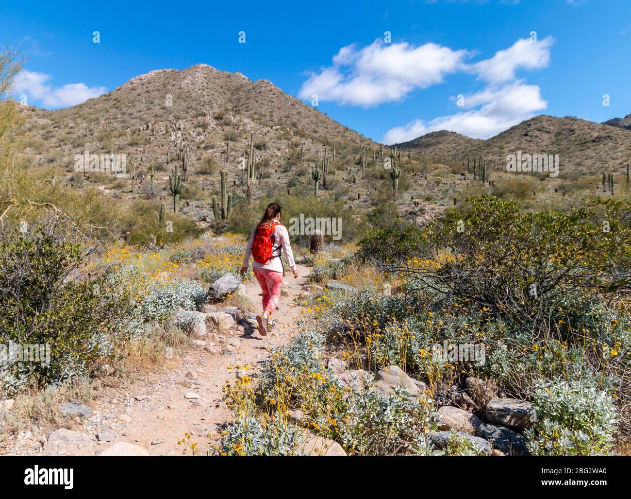 Une femme en forme qui se pose sur un sentier de randonnée dans le désert au printemps près de Scottsdale Arizona Banque D'Images
